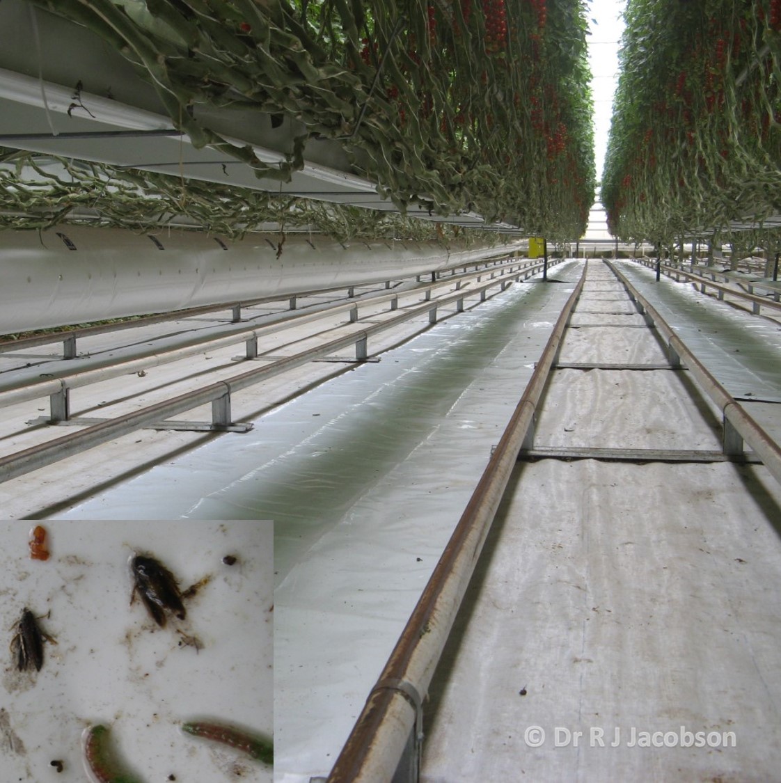 Stick floor treatment with catch inset. Copyright Dr R J Jacobson (RJC Ltd).
